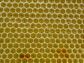 Nectar, honey and pollen in new comb Royalty Free Stock Photo