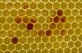 Nectar, honey and pollen in new comb Royalty Free Stock Photo