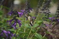 Nectar Sipping Hummingbird