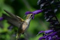 Nectar Sipping Ruby-Throated Hummingbird