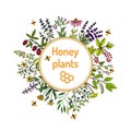 Nectar sources for honey bees