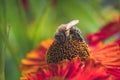 A nectar-stained bee sits in the round center of a red flower Royalty Free Stock Photo