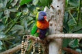 Nectar sucking parrot Loriini Royalty Free Stock Photo