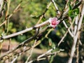 Nectarine flower, a kind of peach, on tree that looks dry Royalty Free Stock Photo