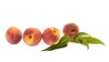 Nectarine fruit and half with leaf isolated on white background. Peach clipping path Royalty Free Stock Photo