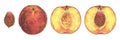 Nectarine Fruit set. Watercolor illustration of Peach whole and half. Hand drawn clip art on isolated white background Royalty Free Stock Photo