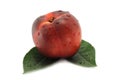 Nectarine and green leaves Royalty Free Stock Photo