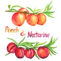 Peach and nectarine branches with fruits