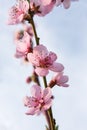 Nectarine pink flowers under blue sky Royalty Free Stock Photo