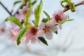 Nectarine tree in bloom Royalty Free Stock Photo