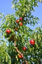 Nectarine tree full of ripe red fruit on a sunny afternoon Royalty Free Stock Photo