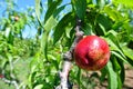 Nectarine on a tree