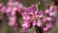 Nectarine tree, Prunus persica Royalty Free Stock Photo