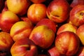 Nectarines Royalty Free Stock Photo