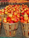 Nectarines in Bushels Royalty Free Stock Photo