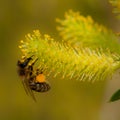 Nectaring honey bee Royalty Free Stock Photo