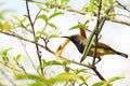 Nectarinia asiatica bird