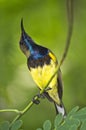 Nectarinia jugularis bird