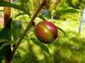 Nectavigne Fruit Royalty Free Stock Photo