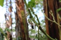 Nector searching honey bee