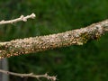 Nectria canker - Dieback - Nectria cinnabarina Royalty Free Stock Photo
