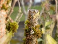 Nectria canker on tree - Nectria cinnabarina Royalty Free Stock Photo