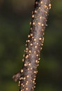 Nectria cinnabarina,also known as coral spot,is a plant pathogen that causes cankers on broadleaf trees