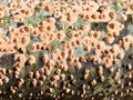 Nectria cinnabarina coral spot fungus