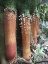Nectria cinnabarina,Fungus.. it s also known as coral spot, is a plant pathogen that causes cankers on broadleaf trees