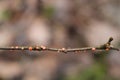 Nectriosis on tree branch caused by nectria or coral spot