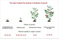 The need of plants for minerals in all phases of growth. Education editable vector illustration. Plants requirements for minerals