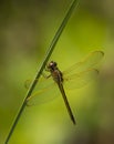 Needham's Skimmer Royalty Free Stock Photo