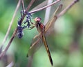 Needham's skimmer dragonfly Royalty Free Stock Photo