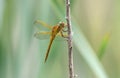 Needham`s Skimmer dragonfly Royalty Free Stock Photo