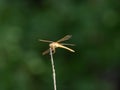 Needham`s Skimmer Dragonfly Perched on a Dried Twig Royalty Free Stock Photo