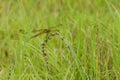 Needham`s Skimmer dragon fly on a plant stem in a flatwood meadow Royalty Free Stock Photo