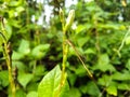 Needle dragonflies are insects that belong to the order Odonata, suborder Zygoptera