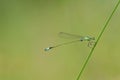 needle dragonflies Royalty Free Stock Photo