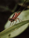 Needle Dragonfly