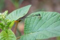 Needle dragonfly eating, spider jumping on leaves