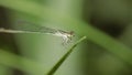 A Needle Dragonfly on a leaf