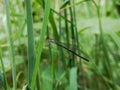 needle dragonfly perched on a branch Royalty Free Stock Photo
