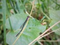 needle dragonfly perched on a branch Royalty Free Stock Photo