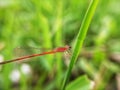 a needle dragonfly perched on the grass