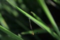 needle dragonfly resting on a rice leaf