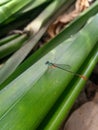 needle dragonfly