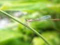 a needle dragonfly stuck to a leaf stem