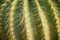 The Needle of Echino cactus1 Royalty Free Stock Photo