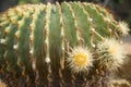The Needle of Echino cactus3 Royalty Free Stock Photo