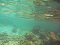 Needle fish Belonidae swimming below water surface over a coral reef